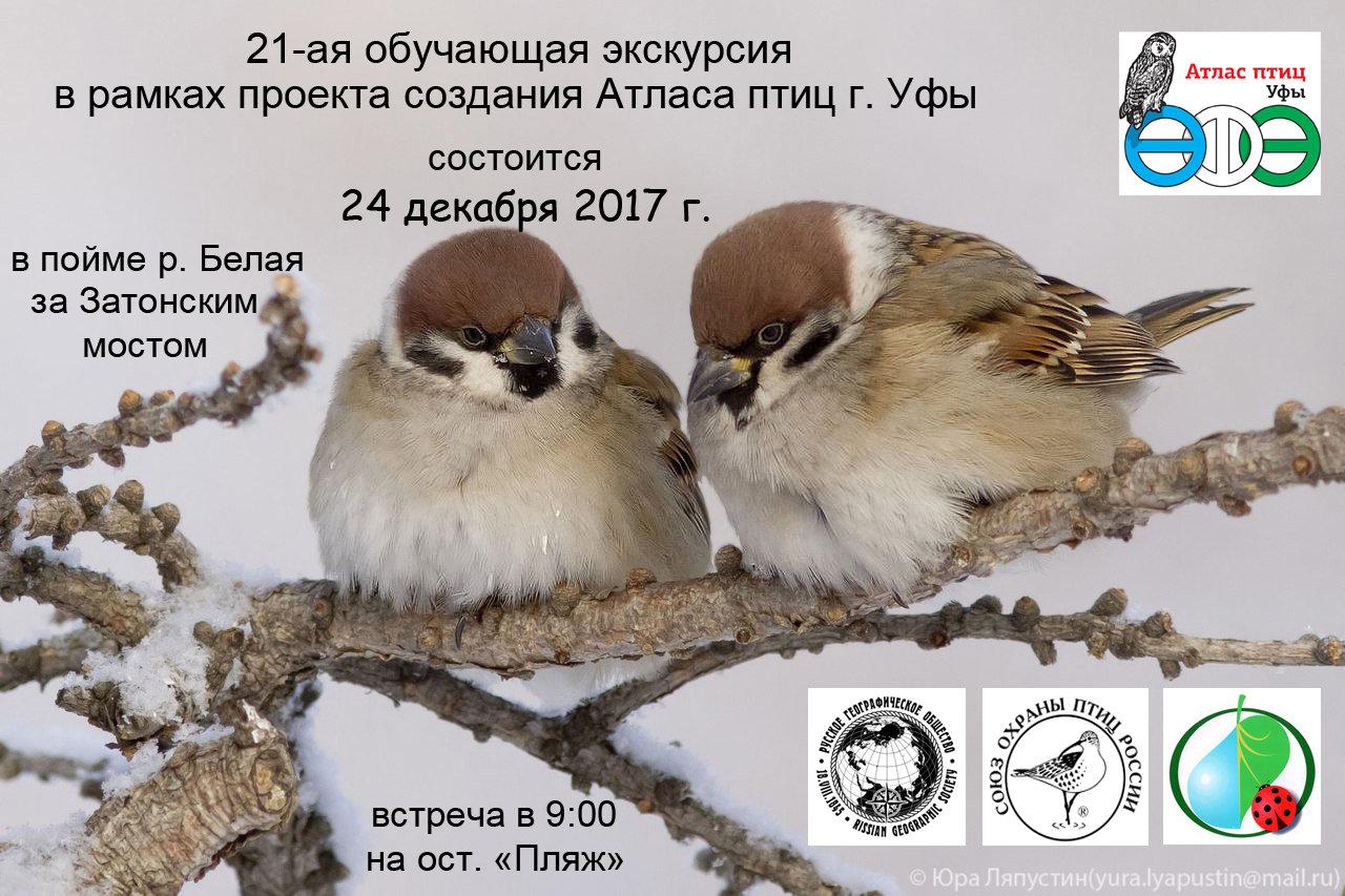 Видеолекция о зимующих птицах Уфы и их видовом определении