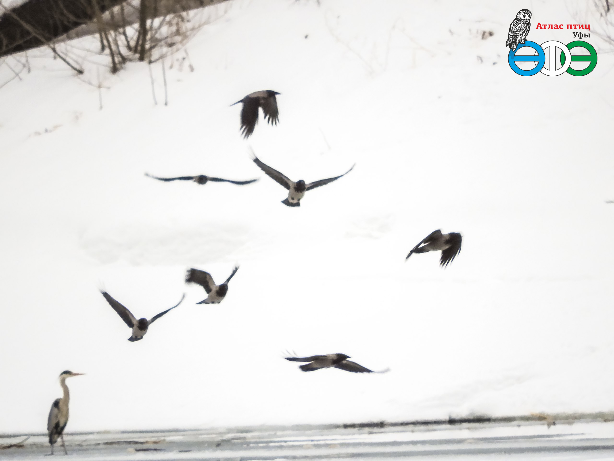 Птицы в брачный период. Тень пролетающей птицы. Трясогузка птица в полете. Птицы дерутся. Долина биться как птица.