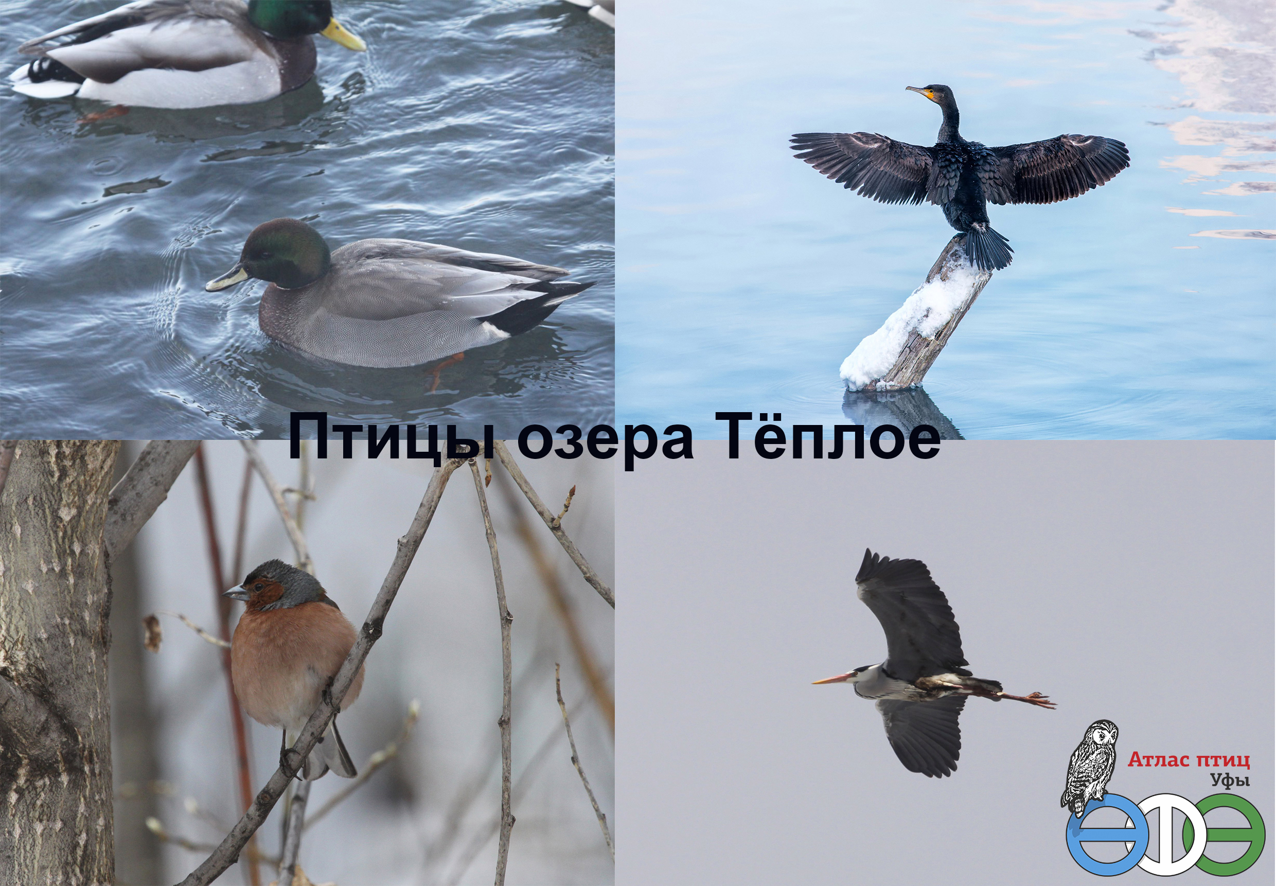 Птицы уфы фото с названиями