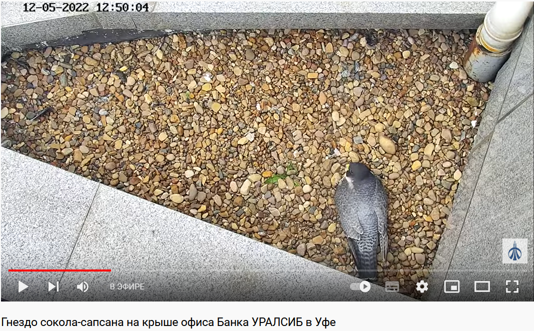 Банк Уралсиб запустил онлайн-трансляцию с места гнездования соколов-сапсанов