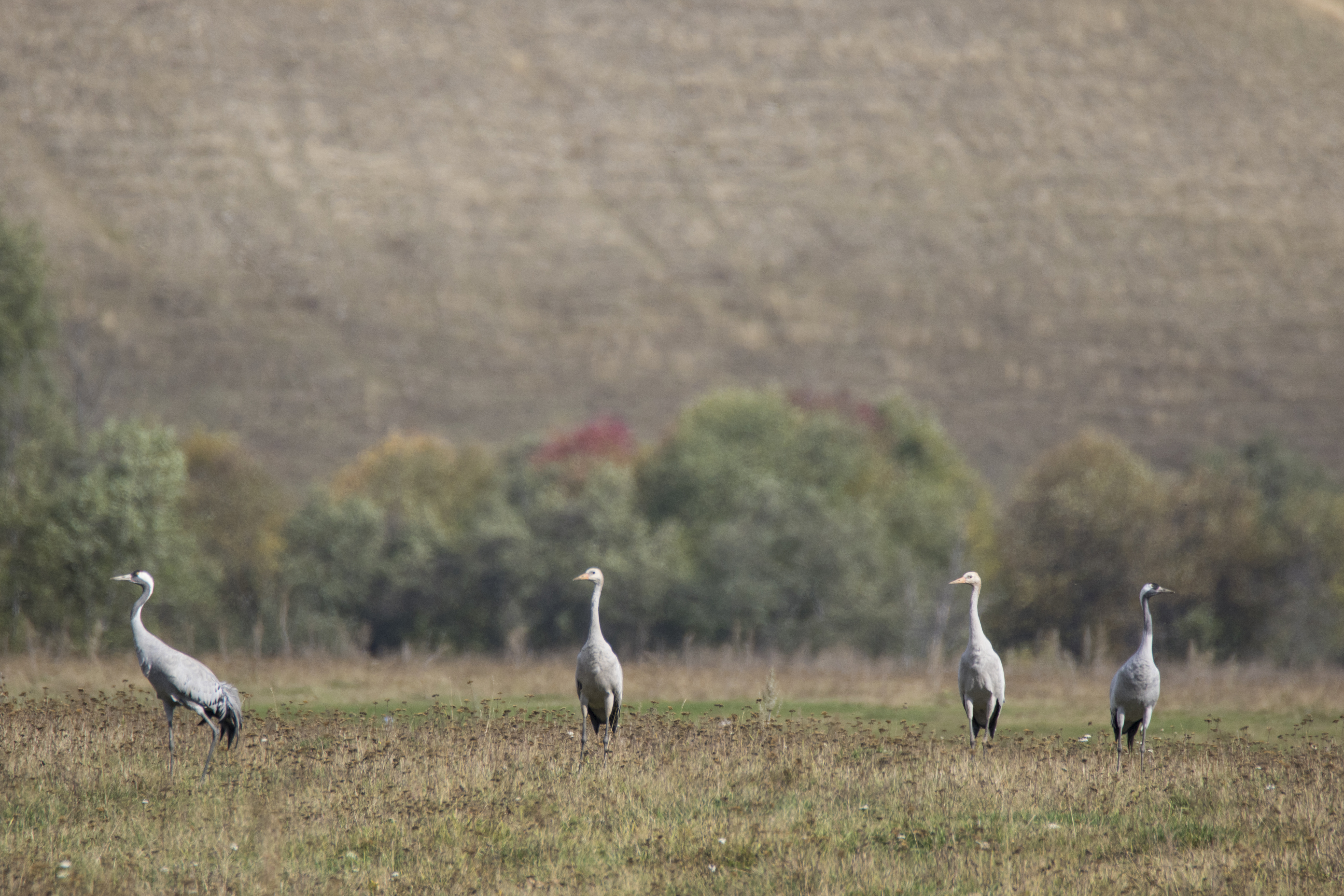 В Международные Дни наблюдений птиц-2022 в Башкортостане были встречены редкие виды