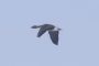 Редкая залётная птица Уфы – кедровка