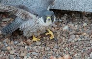 Трансляция гнездовой жизни сапсанов на Банке Уралсиб в Уфе
