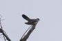 Большой кроншнеп – новый вид птиц Уфы