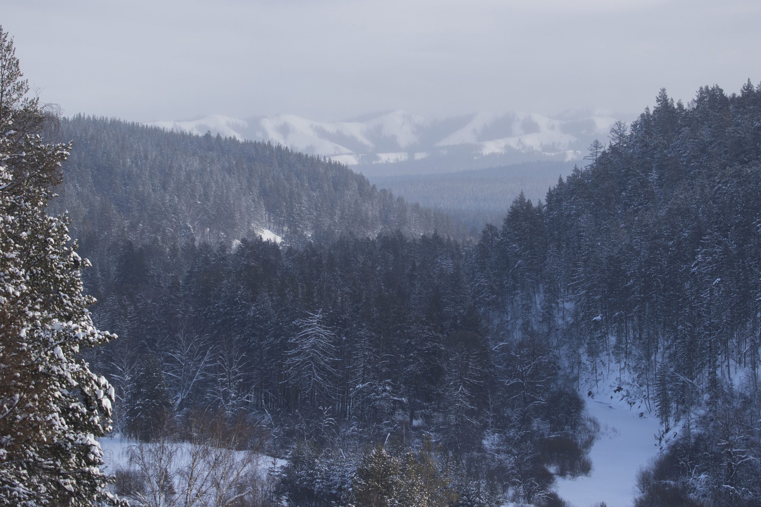 7.ППГ_Приречные луга-перелески 3