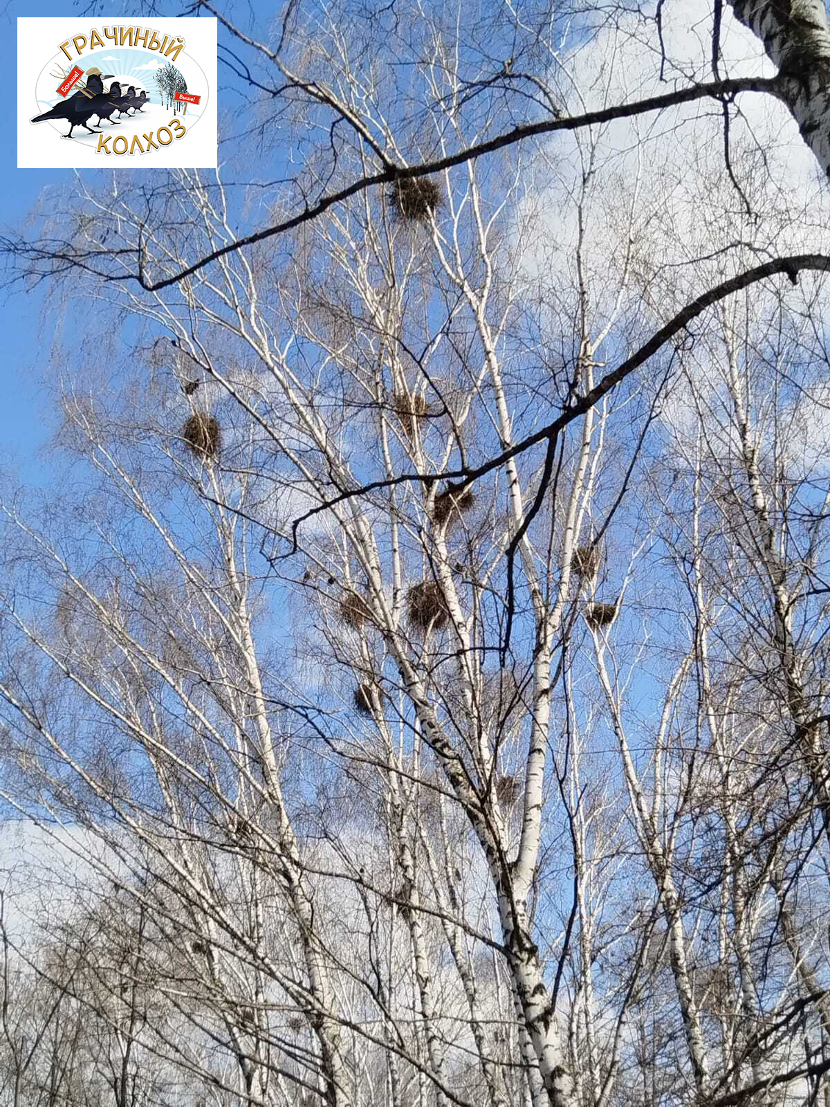 1_Sterlitamak_park_Pobedy_8_aprelya_2025_foto_Kireevoy_Natali_258_gnezd_14_nablyudateley