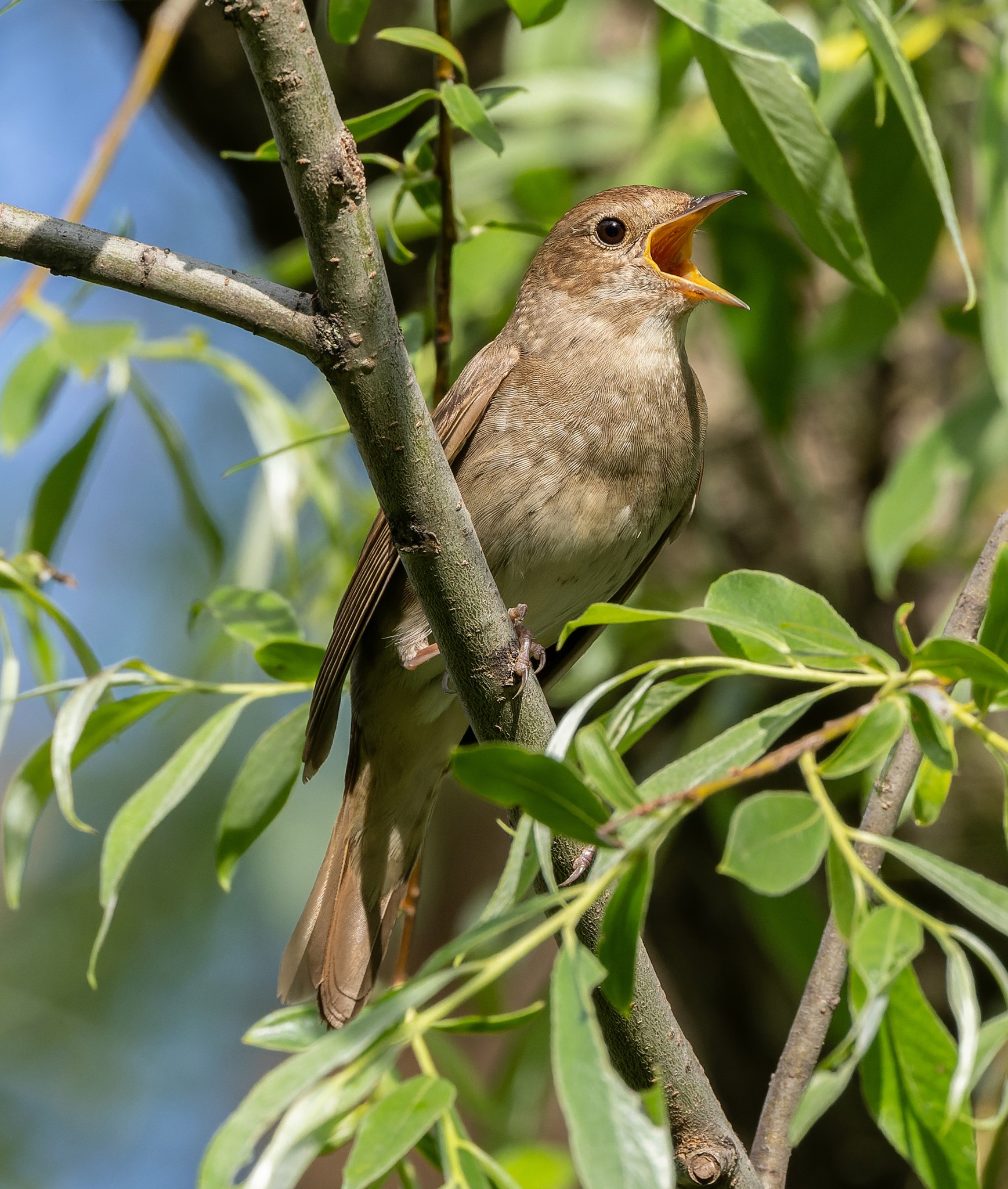 Итоги акции «Соловьиные вечера-2025» в Республике Башкортостан