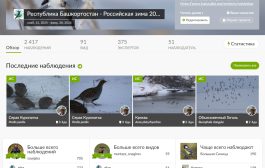 Конкурс «Российская зима 2025-2026» - итоги к февралю 2026