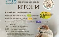 Всероссийская перепись воробьёв - 2026 (зимний сезон). Итоги по Республике Башкортостан