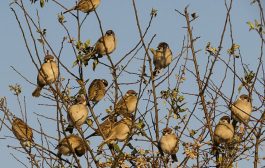 В защиту воробьёв