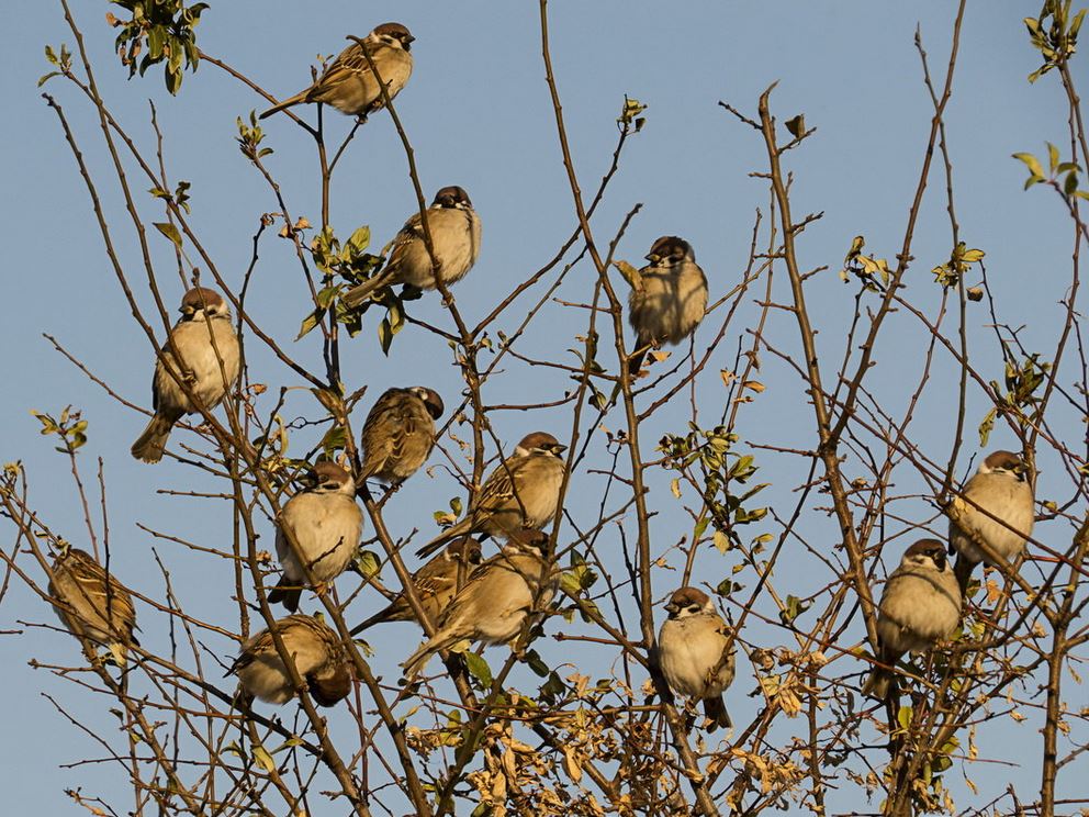 В защиту воробьёв
