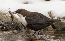Итоги Всероссийской акции «Серая шейка-2026» в Республике Башкортостан