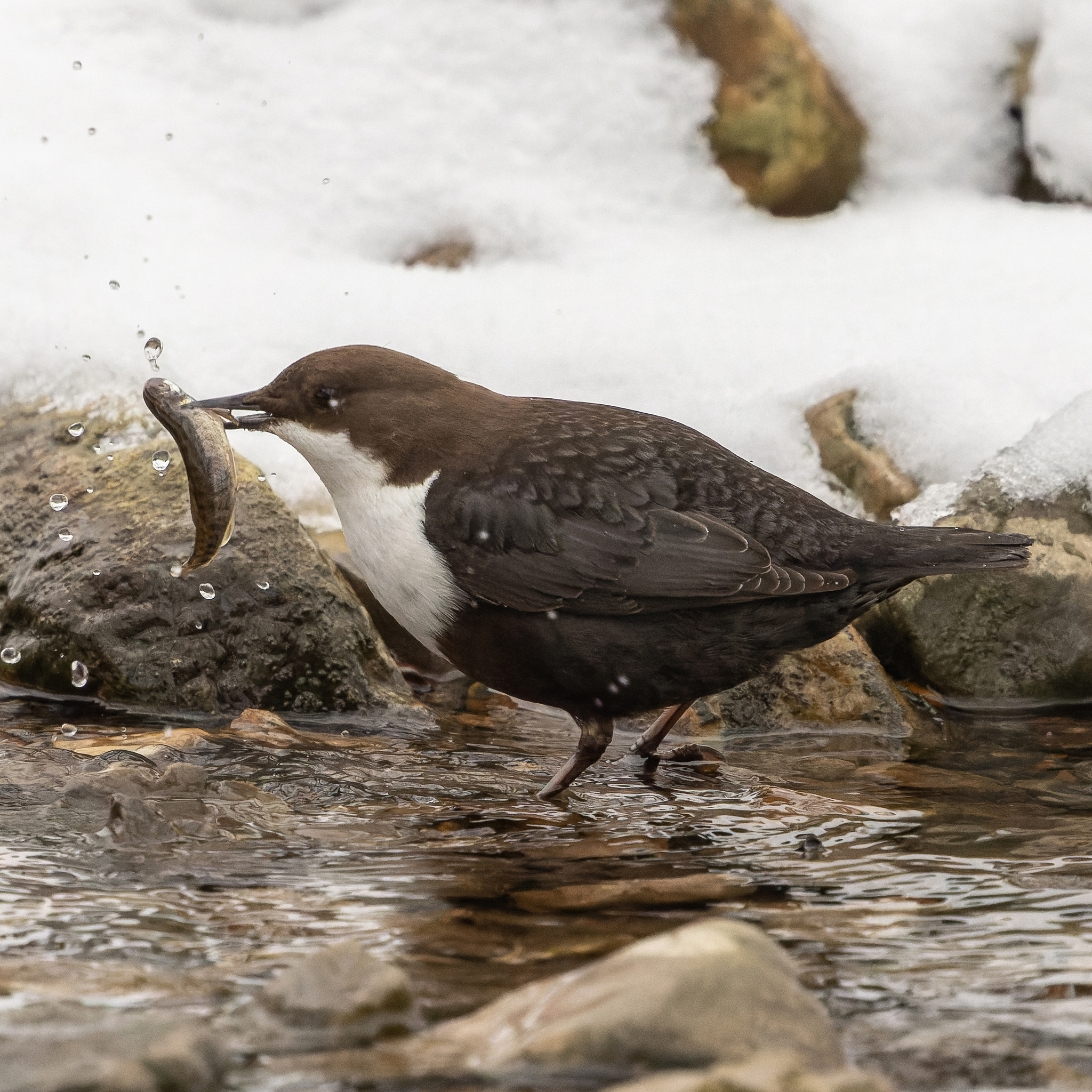 Итоги Всероссийской акции «Серая шейка-2026» в Республике Башкортостан