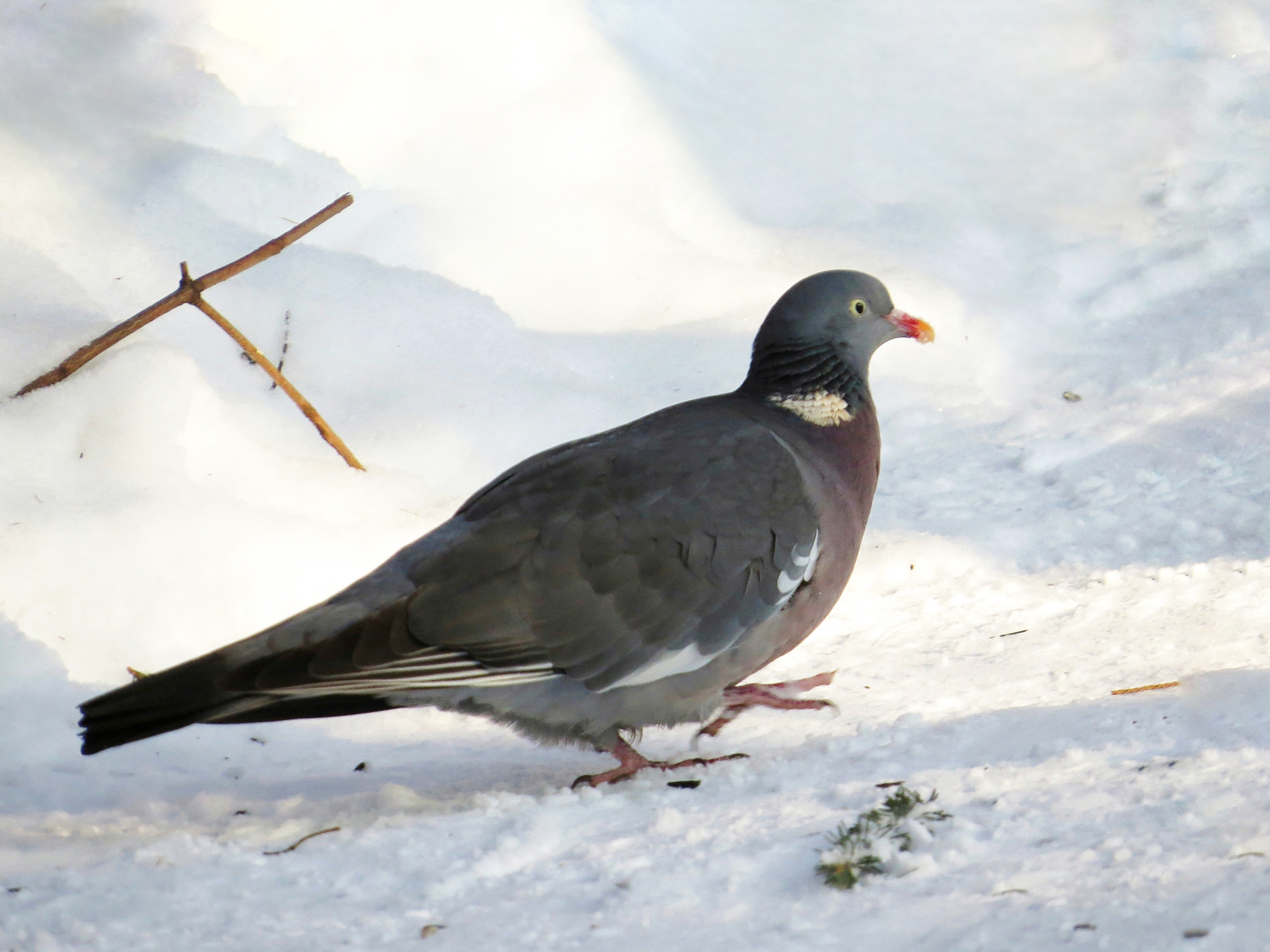 «Весенняя перекличка-2026» — 22-28 февраля, 1-10 марта 2026