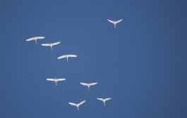 «Весенняя перекличка-2026» —11-20 марта 2026