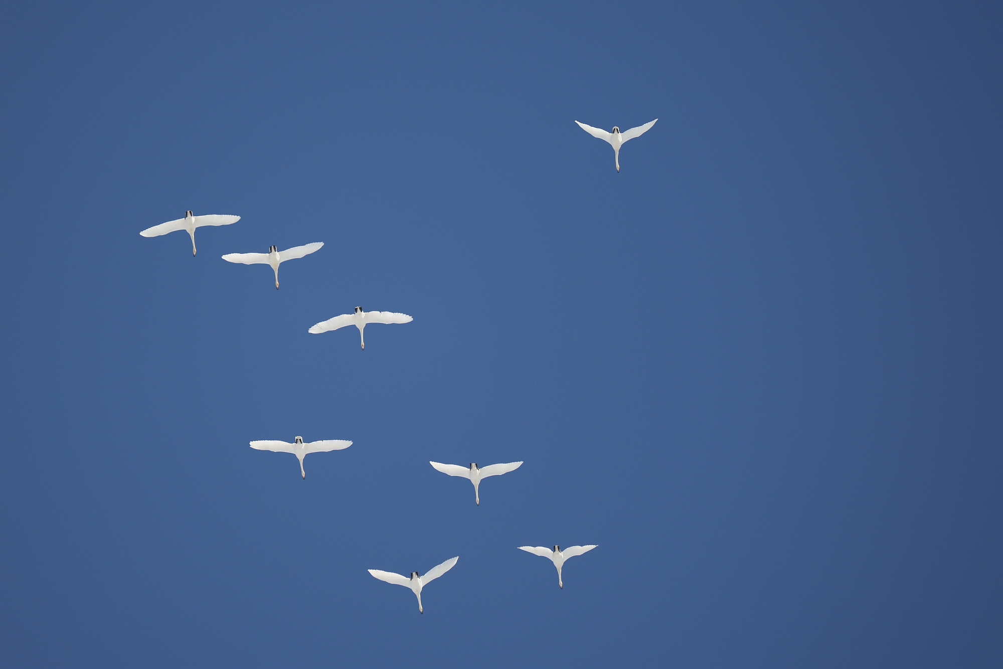 «Весенняя перекличка-2026» —11-20 марта 2026