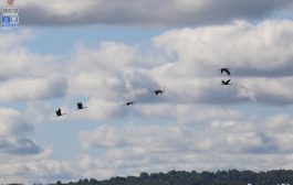 Научная публикация с данными по учётам численности серых журавлей в 2025 г. в Республике Башкортостан