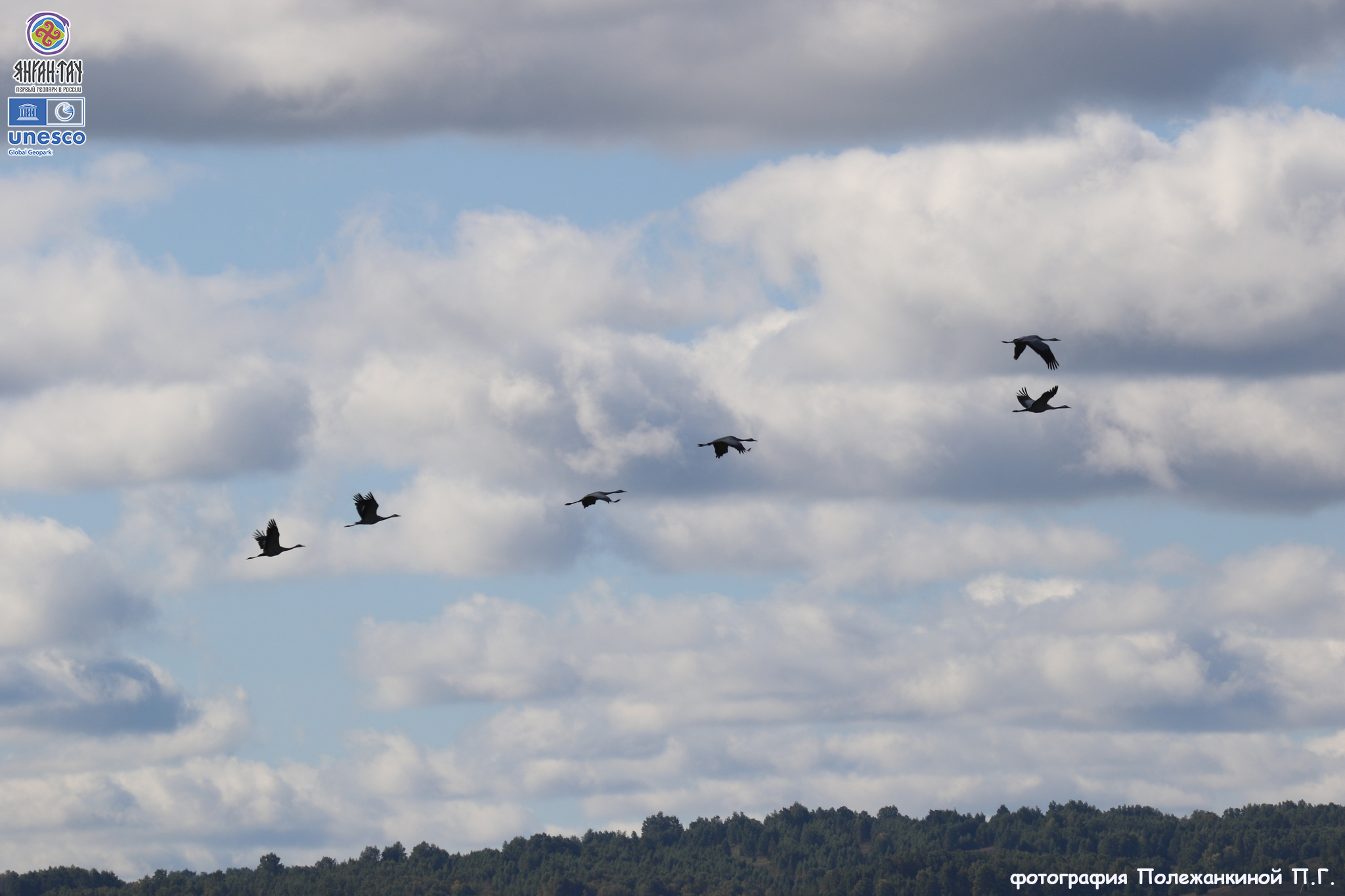 Научная публикация с данными по учётам численности серых журавлей в 2025 г. в Республике Башкортостан