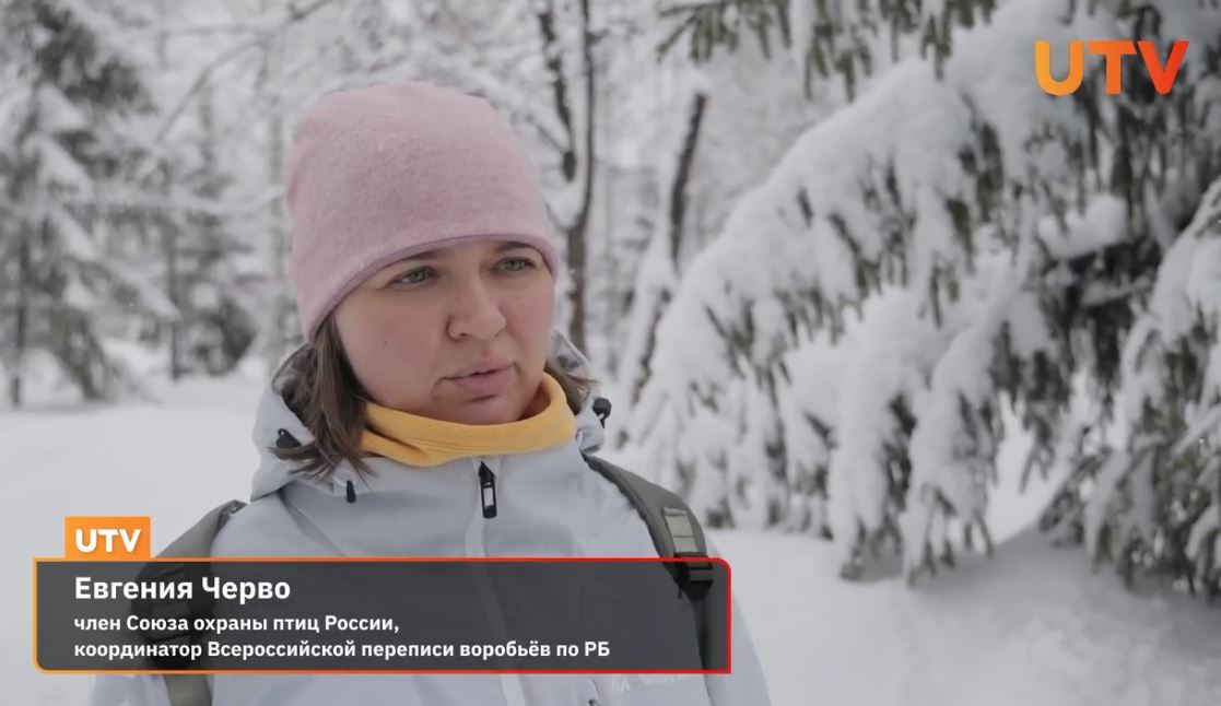 В Уфе пересчитали воробьёв – сюжет на UTv от 4.03.2026