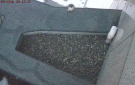 Сапсаны Уралсиба прилетели в Уфу с весной на крыльях