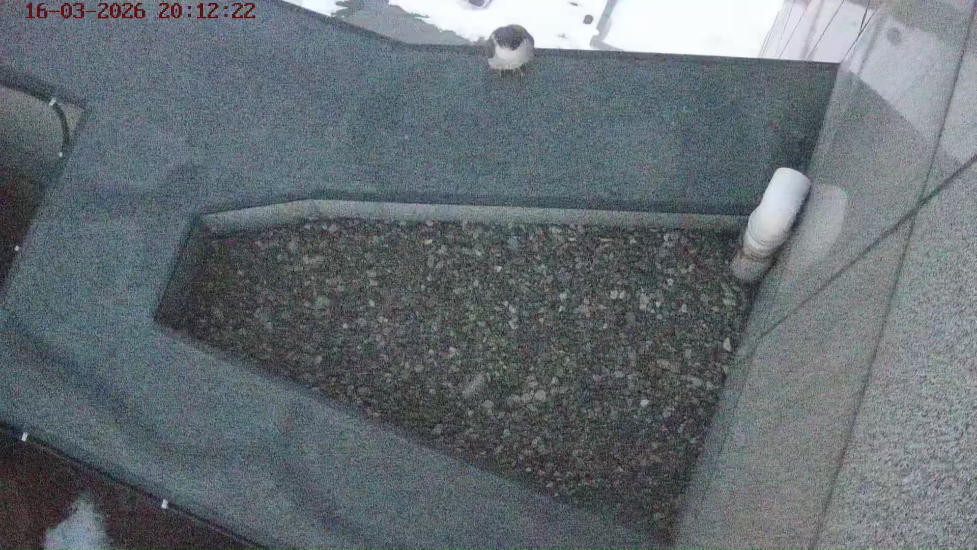 Сапсаны Уралсиба прилетели в Уфу с весной на крыльях