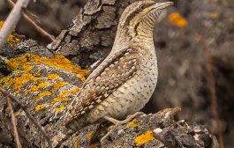 «Весенняя перекличка-2026» — 11-20 апреля 2026