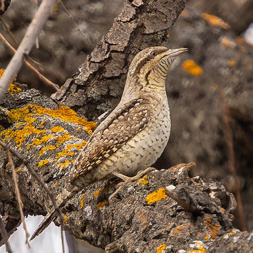 «Весенняя перекличка-2026» — 11-20 апреля 2026