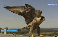 В Уфе началась онлайн-трансляция с места гнездования соколов-сапсанов