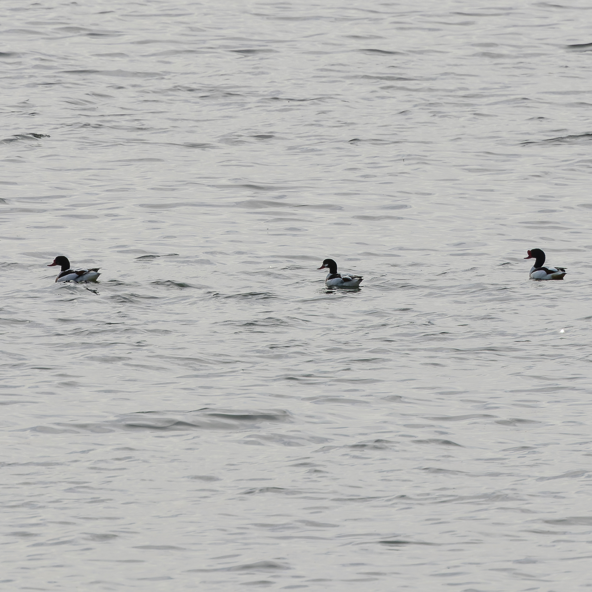 1.Пеганка 11.05.26 Давлек. р-н фото Исмагиловой Р.