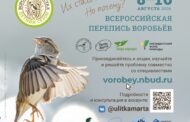 Летняя перепись воробьёв 2026 г. в Республике Башкортостан