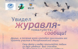 Акция «Увидел журавля – пожалуйста, сообщи!» в Башкирии - 2026